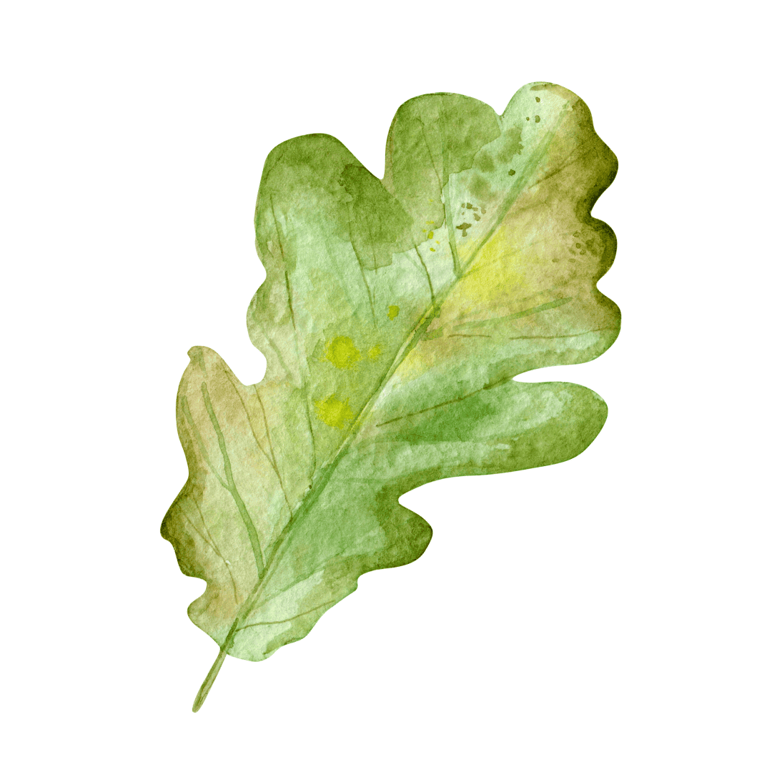 Quercia - immagine 6
