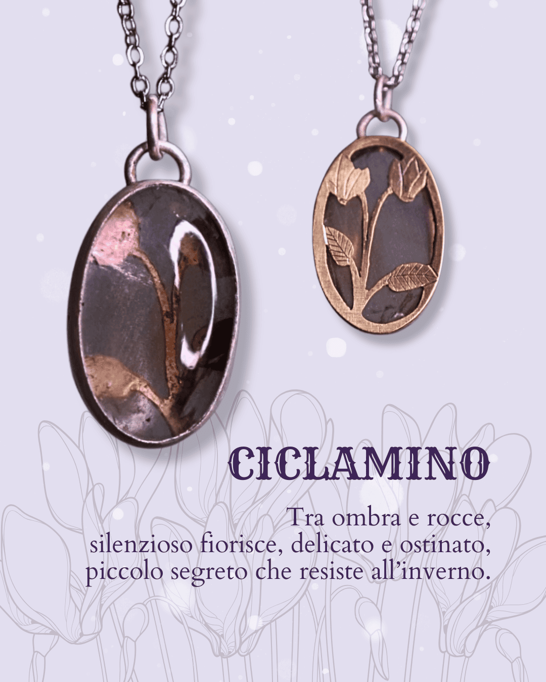 Ciclamino - immagine 5