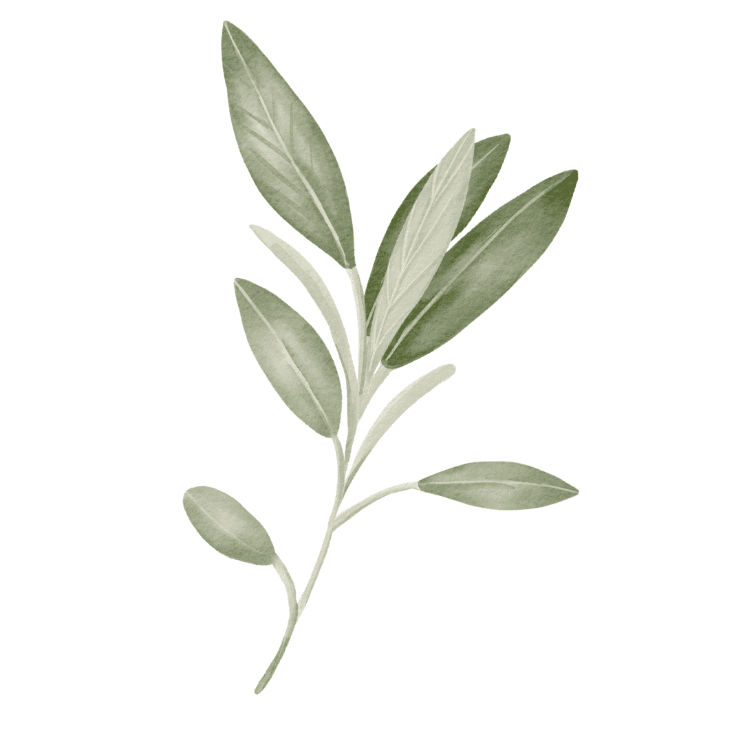 Salvia - immagine 6