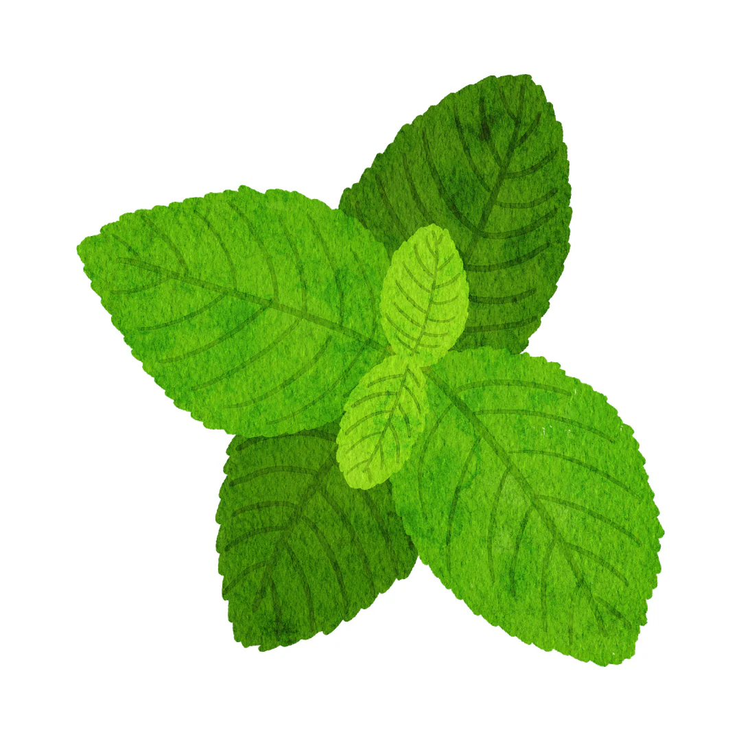 Menta - immagine 6